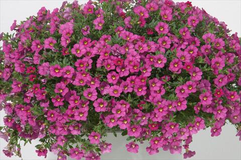 Photo de variété de fleurs à utiliser comme: Pot, Plante à massif, patio, Suspension Calibrachoa MiniFamous® Neo Rose