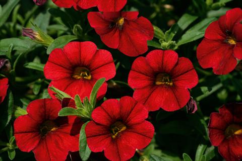 Photo de variété de fleurs à utiliser comme: Pot, Plante à massif, patio, Suspension Calibrachoa MiniFamous® Neo Sangria