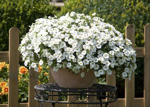 Photo de variété de fleurs à utiliser comme: Pot, Plante à massif, patio, Suspension Calibrachoa MiniFamous® Neo White
