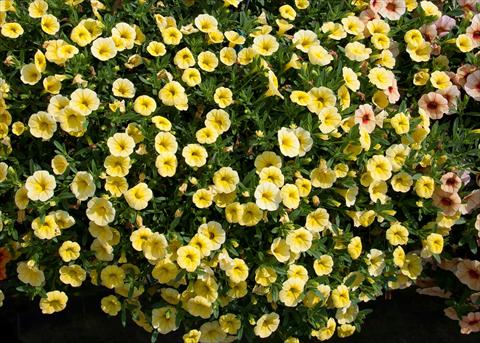 Photo de variété de fleurs à utiliser comme: Pot, Plante à massif, patio, Suspension Calibrachoa MiniFamous® Neo Yellow