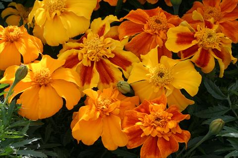 Photo de variété de fleurs à utiliser comme: Plante à massif/ plante de bordure Tagetes patula Zenith Mix