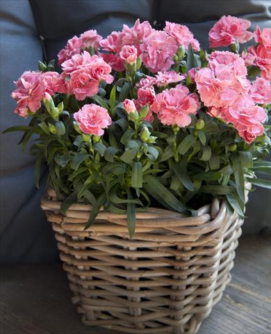 Photo de variété de fleurs à utiliser comme: Pot Dianthus caryophyllus Oscar® Pink