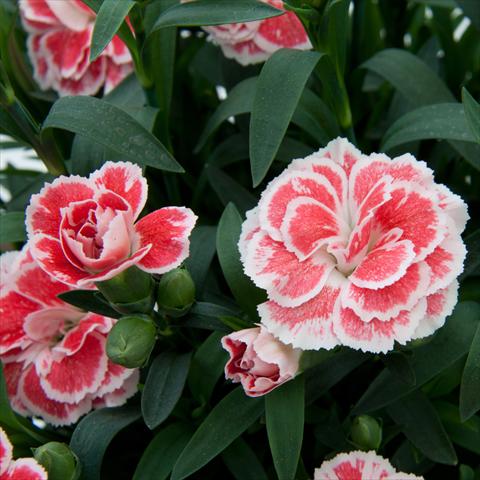 Photo de variété de fleurs à utiliser comme: Fleur coupée Dianthus caryophyllus Oscar™ White+Red