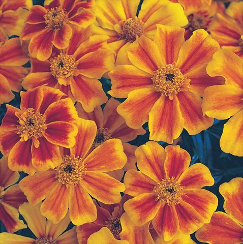 Photo de variété de fleurs à utiliser comme: Plante à massif/ plante de bordure Tagetes patula Sunburst Orange Splash