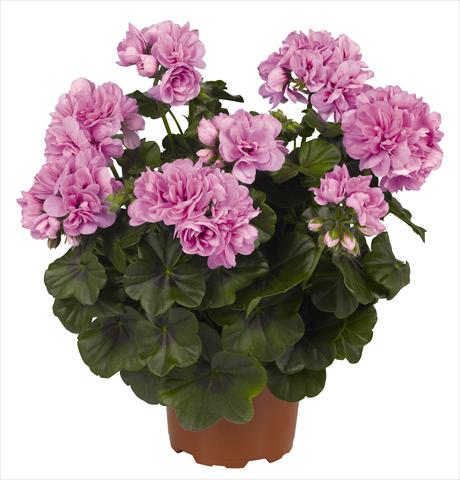 Photo de variété de fleurs à utiliser comme: Pot, patio, Suspension Pelargonium peltatum RED FOX Great Balls of Fire Light Lavender