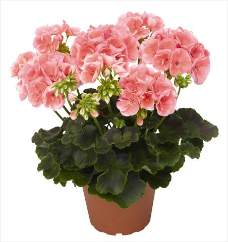 Photo de variété de fleurs à utiliser comme: Pot, Plante à massif, patio Pelargonium zonale RED FOX Green Series Pinnacle Gabrieli 2014