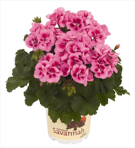 Photo de variété de fleurs à utiliser comme: Pot, Plante à massif, patio Pelargonium zonale RED FOX Savannah Pink Mega Splash