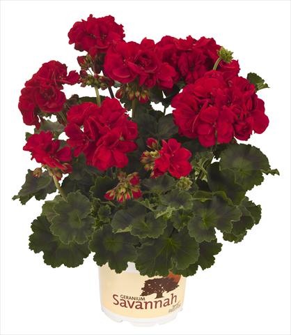 Photo de variété de fleurs à utiliser comme: Pot, Plante à massif, patio Pelargonium zonale RED FOX Savannah Really Red