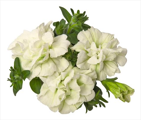 Photo de variété de fleurs à utiliser comme: Pot, Plante à massif, patio, Suspension Petunia hybrida RED FOX Double Surprise White