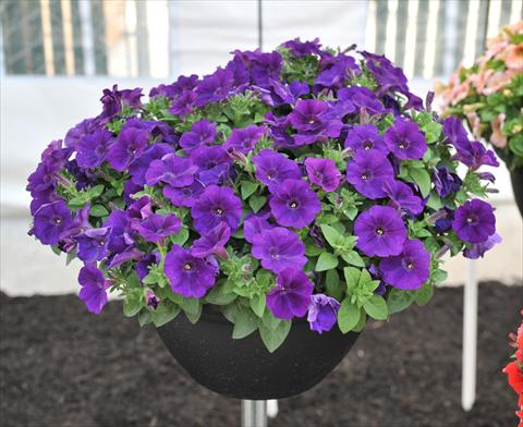 Photo de variété de fleurs à utiliser comme: Pot, Plante à massif, patio, Suspension Petunia RED FOX Potunia® Cobalt Blue