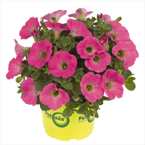 Photo de variété de fleurs à utiliser comme: Pot, Plante à massif, patio, Suspension Petunia RED FOX Potunia® Plus Hot Pink