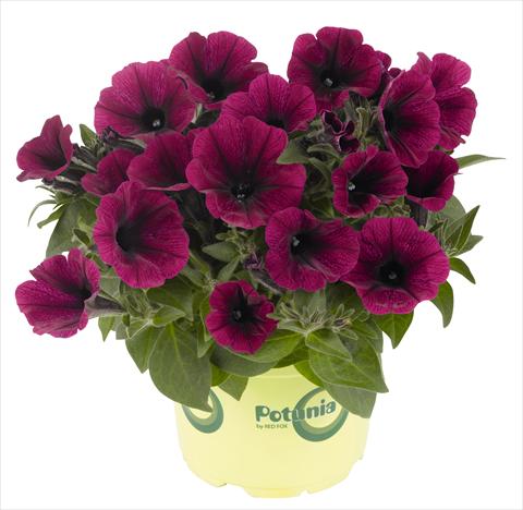 Photo de variété de fleurs à utiliser comme: Pot, Plante à massif, patio, Suspension Petunia RED FOX Potunia® Plus Purple