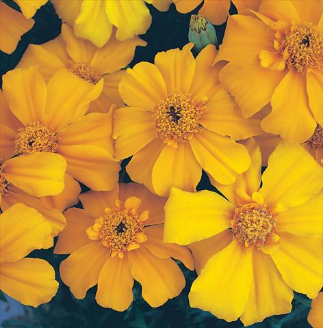 Photo de variété de fleurs à utiliser comme: Plante à massif/ plante de bordure Tagetes patula Sunburst Orange