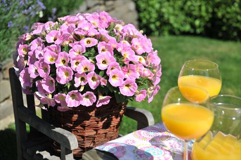 Photo de variété de fleurs à utiliser comme: Pot, Plante à massif, patio, Suspension Petunia RED FOX Potunia® Plus Soft Pink Morning