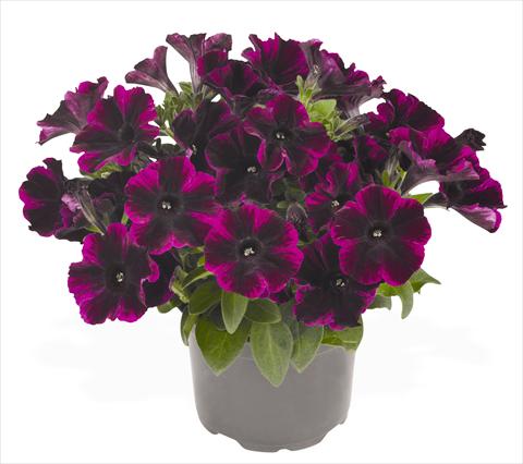 Photo de variété de fleurs à utiliser comme: Pot, Plante à massif, patio, Suspension Petunia hybrida RED FOX Sweetunia® Johnny Flame