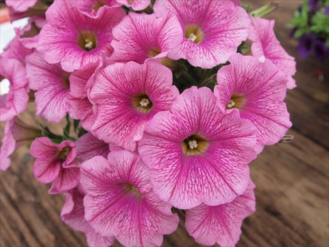 Photo de variété de fleurs à utiliser comme: Pot, Plante à massif, patio, Suspension Petunia hybrida RED FOX Sweetunia® Pink Ice