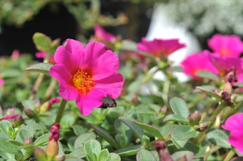 Photo de variété de fleurs à utiliser comme: Plante à massif, patio, Suspension Portulaca RED FOX Cupcake Grape Jelly
