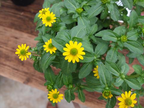 Photo de variété de fleurs à utiliser comme: Plante à massif/ plante de bordure Sanvitalia RED FOX Sunvy Yellow Steel