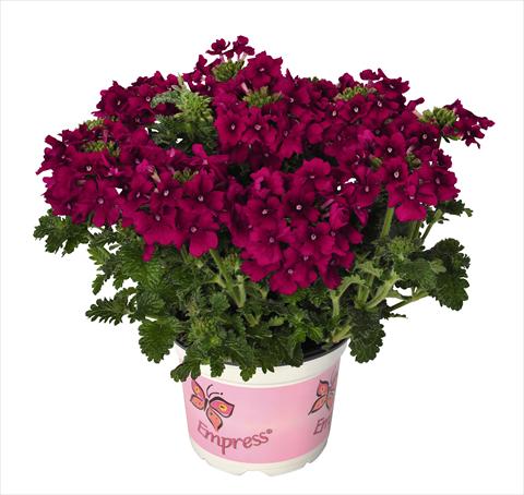 Photo de variété de fleurs à utiliser comme: Pot, patio, Suspension Verbena RED FOX Empress Flair Cherry