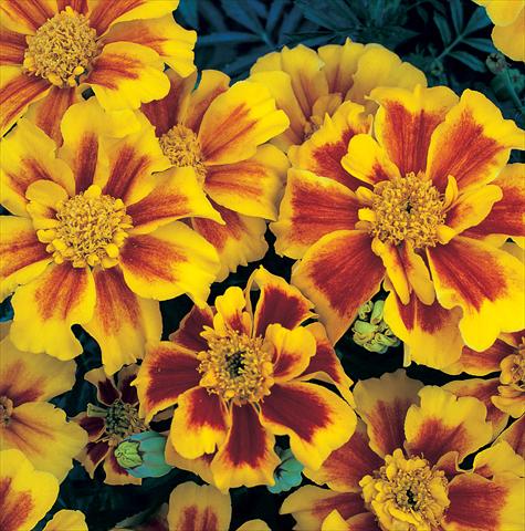 Photo de variété de fleurs à utiliser comme: Plante à massif/ plante de bordure Tagetes patula Sunburst Yellow Splash