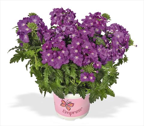 Photo de variété de fleurs à utiliser comme: Pot, patio, Suspension Verbena RED FOX Empress Flair Purple Sky