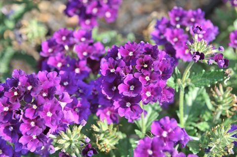 Photo de variété de fleurs à utiliser comme: Pot, patio, Suspension Verbena RED FOX Empress Violet Blue
