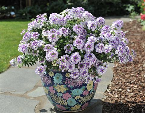 Photo de variété de fleurs à utiliser comme: Pot, patio, Suspension Verbena RED FOX Wicked Blue