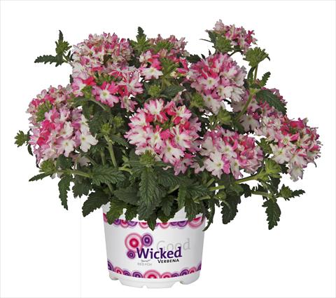 Photo de variété de fleurs à utiliser comme: Pot, patio, Suspension Verbena RED FOX Wicked Hot Pink