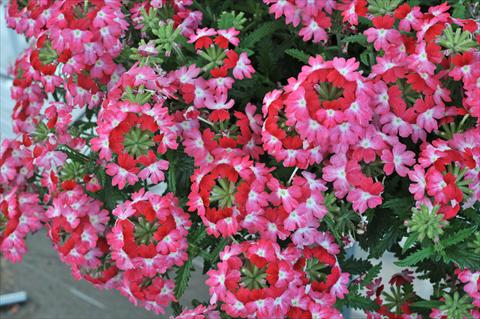 Photo de variété de fleurs à utiliser comme: Pot, patio, Suspension Verbena RED FOX Wicked Pink Pepper