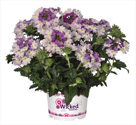 Photo de variété de fleurs à utiliser comme: Pot, patio, Suspension Verbena RED FOX Wicked Purple