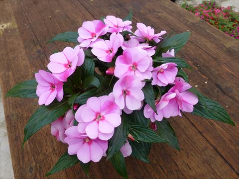 Photo de variété de fleurs à utiliser comme: Pot, Plante à massif, patio, Suspension Impatiens N. Guinea RED FOX Magnum Lavender Splash