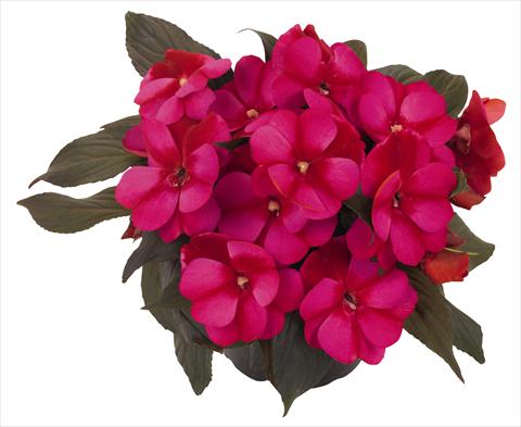Photo de variété de fleurs à utiliser comme: Pot, Plante à massif, patio, Suspension Impatiens N. Guinea RED FOX Petticoat Blue Star 2014
