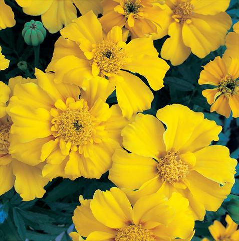 Photo de variété de fleurs à utiliser comme: Plante à massif/ plante de bordure Tagetes patula Sunburst Yellow