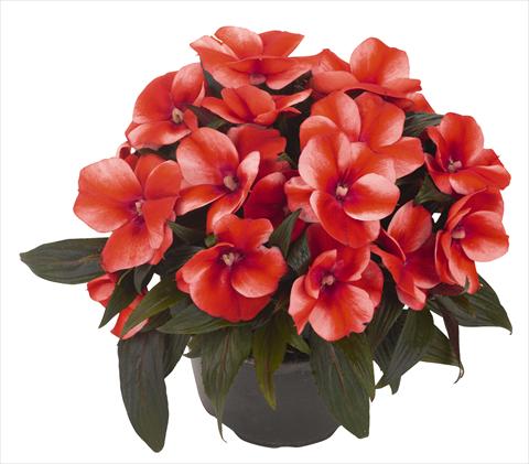 Photo de variété de fleurs à utiliser comme: Pot, Plante à massif, patio, Suspension Impatiens N. Guinea RED FOX Petticoat Bright Red Star