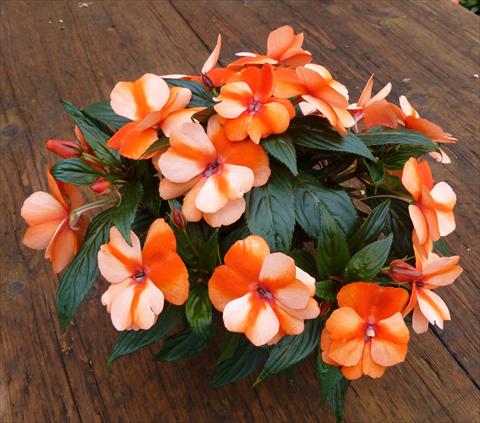 Photo de variété de fleurs à utiliser comme: Pot, Plante à massif, patio, Suspension Impatiens N. Guinea RED FOX Petticoat Orange Star 2014