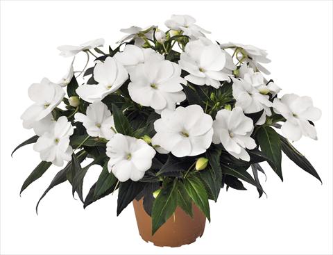Photo de variété de fleurs à utiliser comme: Pot, Plante à massif, patio, Suspension Impatiens N. Guinea RED FOX Petticoat White 2014