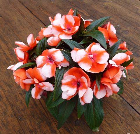 Photo de variété de fleurs à utiliser comme: Pot, Plante à massif, patio, Suspension Impatiens N. Guinea RED FOX Sweetie Red Star 2014