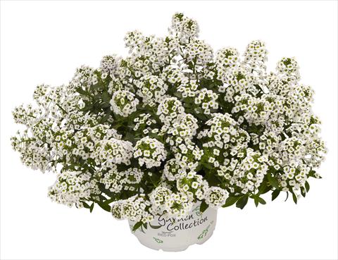 Photo de variété de fleurs à utiliser comme: Pot et Plante à massif Lobularia maritima White Stream