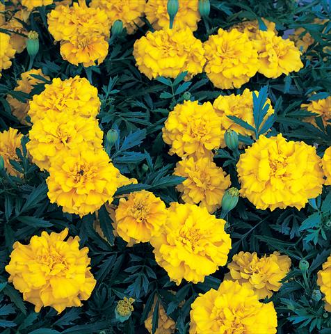 Photo de variété de fleurs à utiliser comme: Plante à massif/ plante de bordure Tagetes patula Zenith Extra Golden Yellow