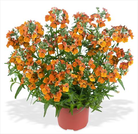 Photo de variété de fleurs à utiliser comme: Suspension / pot Nemesia RED FOX Angelart Orange