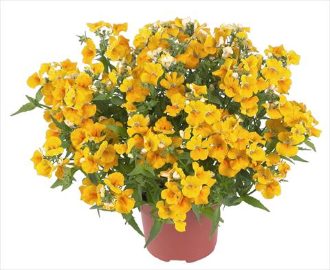 Photo de variété de fleurs à utiliser comme: Suspension / pot Nemesia RED FOX Angelart Pear