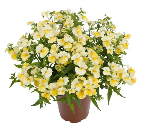 Photo de variété de fleurs à utiliser comme: Suspension / pot Nemesia RED FOX Angelart Pineapple