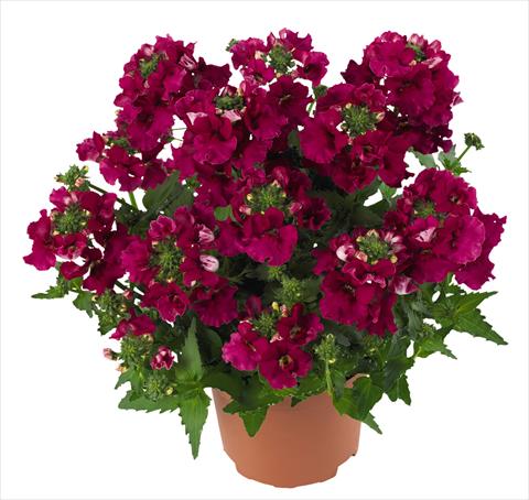 Photo de variété de fleurs à utiliser comme: Suspension / pot Nemesia RED FOX Angelart Raspberry