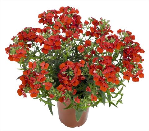 Photo de variété de fleurs à utiliser comme: Suspension / pot Nemesia RED FOX Angelart Strawberry