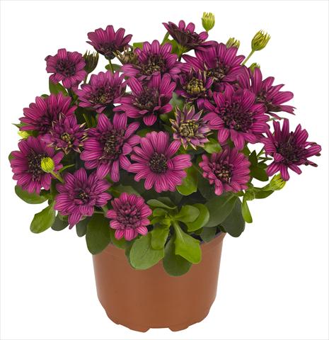 Photo de variété de fleurs à utiliser comme: Pot et Plante à massif Osteospermum RED FOX Summertime® Double Purple