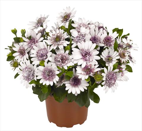 Photo de variété de fleurs à utiliser comme: Pot et Plante à massif Osteospermum RED FOX Summertime® Double White
