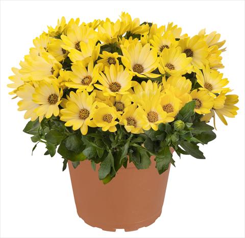 Photo de variété de fleurs à utiliser comme: Pot et Plante à massif Osteospermum RED FOX Summertime® Sweet Yellow