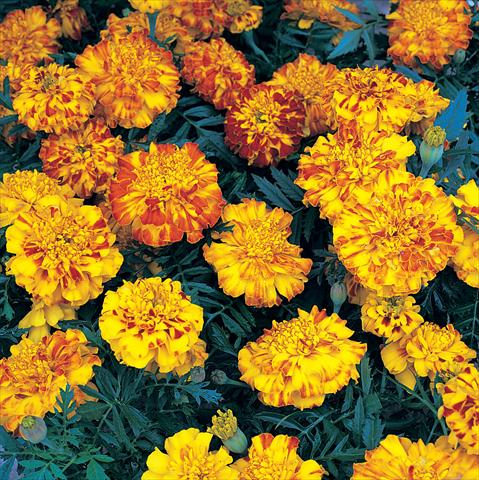 Photo de variété de fleurs à utiliser comme: Plante à massif/ plante de bordure Tagetes patula Zenith Extra Orange & Red