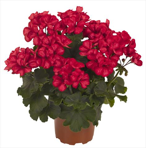 Photo de variété de fleurs à utiliser comme: Patio, pot Pelargonium interspecifico RED FOX Sarita Sunstar Red