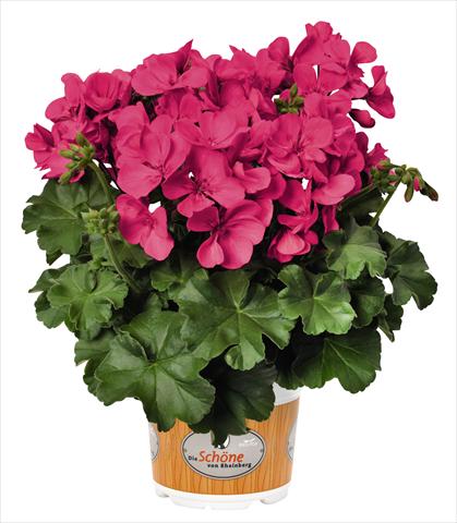 Photo de variété de fleurs à utiliser comme: Patio, pot Pelargonium interspecifico RED FOX Schöne von Rheinberg Hot Pink